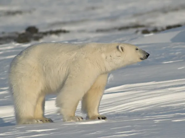 Polar bear, koning van de Noordpool — Stockfoto