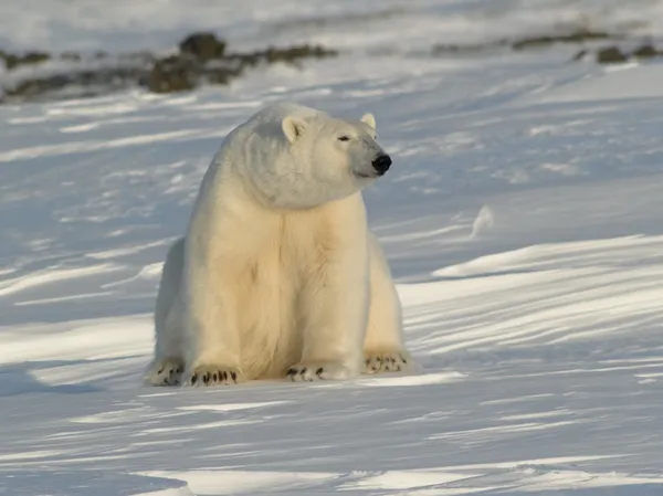 Urso polar, Rei do Árctico — Fotografia de Stock