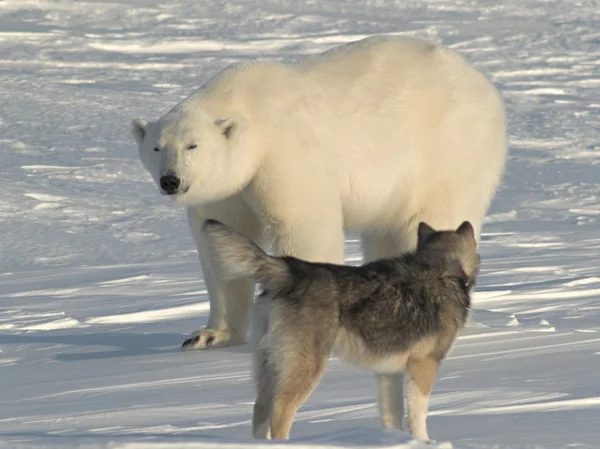 Polar bear, koning van de Noordpool - met hond — Stockfoto