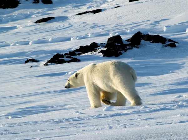 Niedźwiedź polarny, król Arktyki — Zdjęcie stockowe
