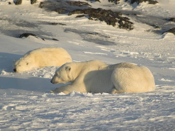 Polar bears — Stock Photo, Image