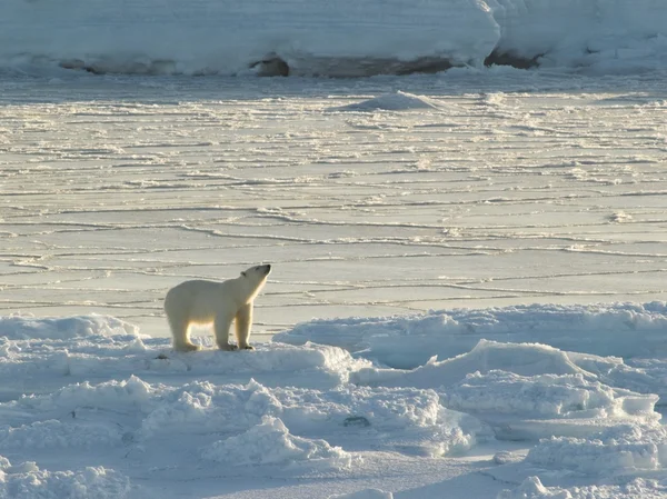 Lední medvěd, král z Arktidy — Stock fotografie