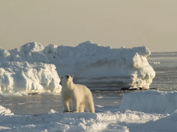 Eisbär, König der Arktis — Stockfoto