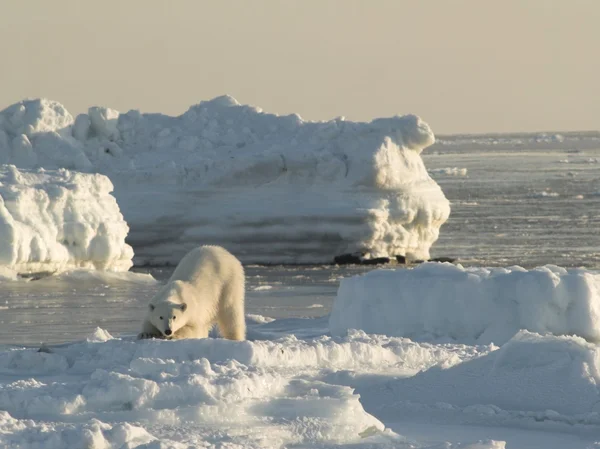 Urso polar, Rei do Árctico — Fotografia de Stock