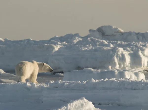 Orso polare, Re dell'Artico — Foto Stock
