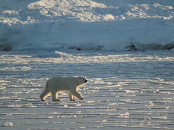 Isbjörn, kung av Arktis — Stockfoto