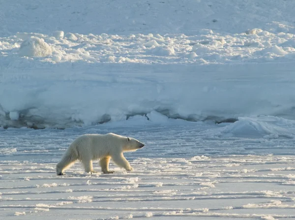 Polar bear, koning van de Noordpool — Stockfoto