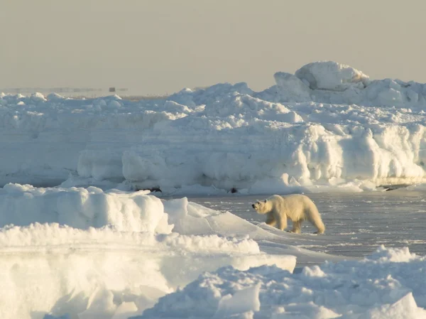 Polar bear, koning van de Noordpool — Stockfoto