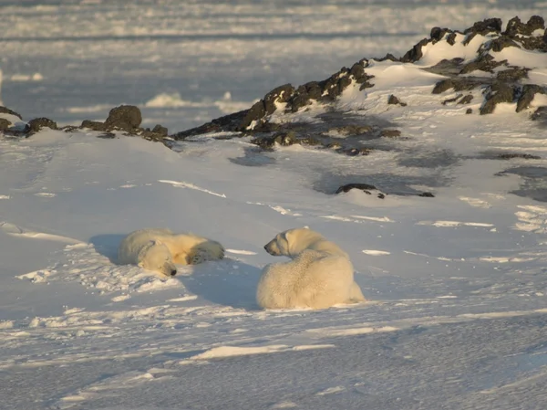 Polar bears — Stock Photo, Image
