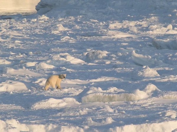 Polar bear, King of the Arctic — Stock Photo, Image