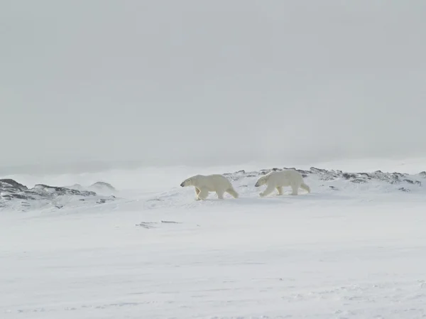 Белые медведи — стоковое фото