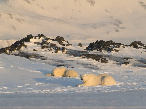 Polar bears — Stock Photo, Image