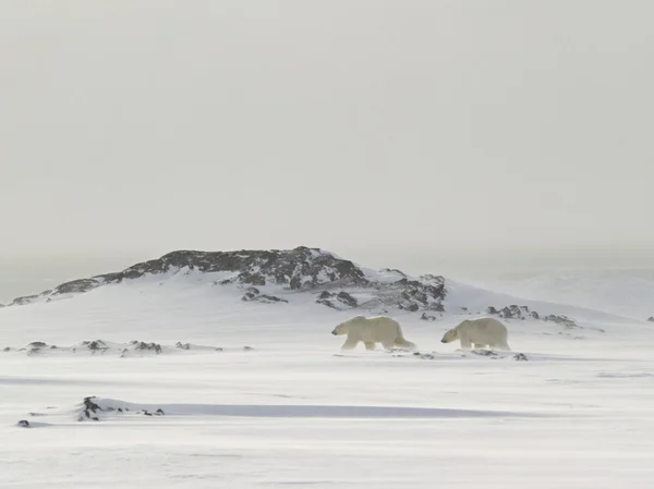 Osos polares — Foto de Stock