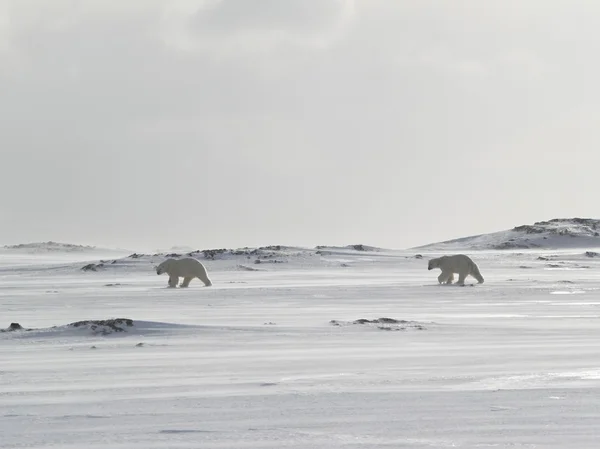 Kutup ayıları — Stok fotoğraf