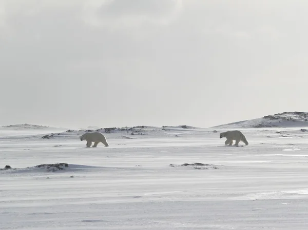 Ours polaires — Photo