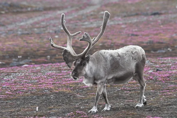 Tundra üzerinde vahşi Ren geyiği — Stok fotoğraf