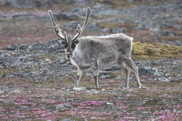 Tundra üzerinde vahşi Ren geyiği — Stok fotoğraf
