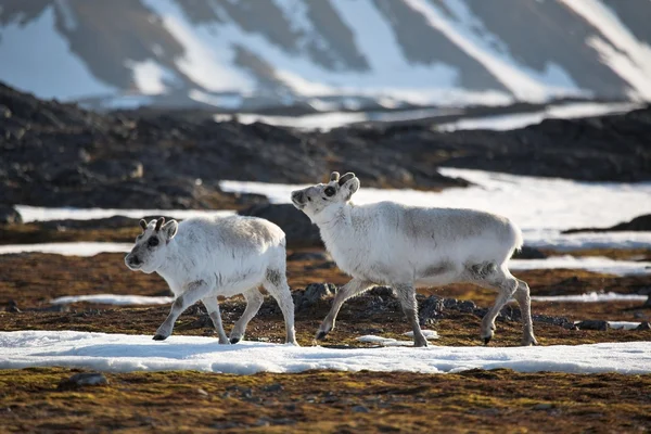 Rénszarvas, Svalbard — Stock Fotó