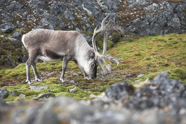 Wild reindeer — Stock Photo, Image