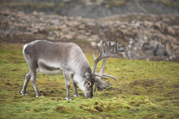 Wild reindeer — Stock Photo, Image