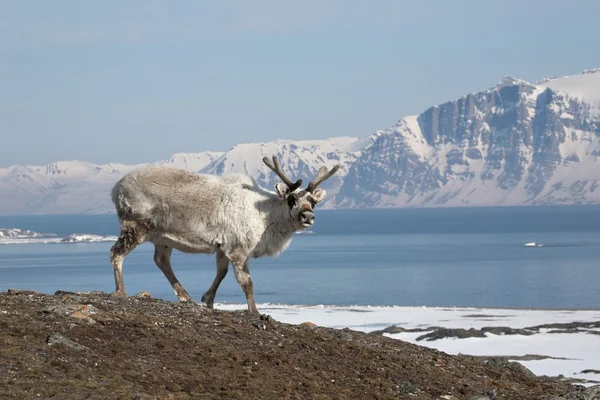 Svalbard rendieren — Stockfoto