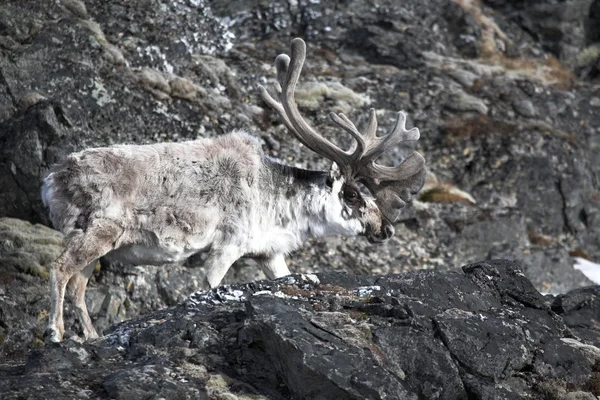 Reindeer on tundra — Stock Photo, Image