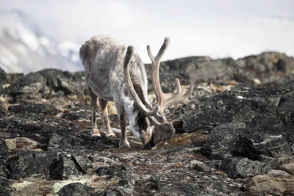 Wild reindeer — Stock Photo, Image