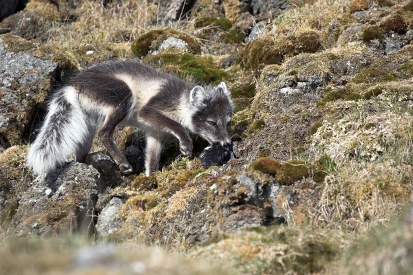 Fjällräv — Stockfoto