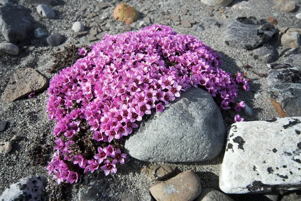 Mor saxifraga - tundra çiçekler