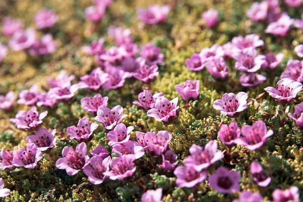 Tundra çiçekler (mor saxifrage) — Stok fotoğraf
