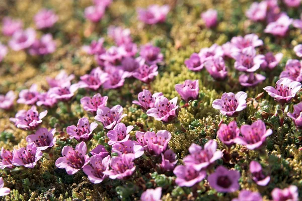 Tundra çiçekler (mor saxifrage)