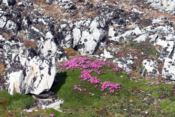 Flores de tundra (saxifraje púrpura ) — Foto de Stock