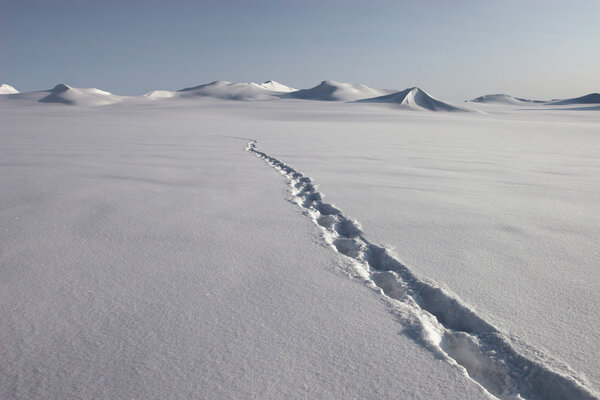 Polar bear track on the glacier