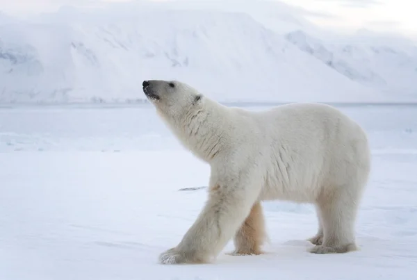 Kutup ayısı, kutup Kral Telifsiz Stok Imajlar