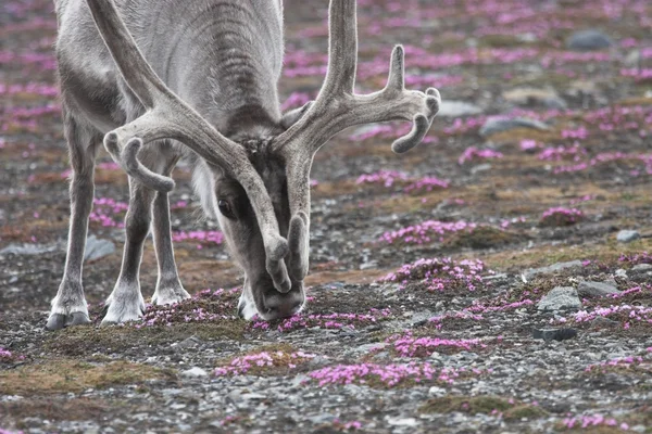 Tundra üzerinde vahşi Ren geyiği Stok Fotoğraf