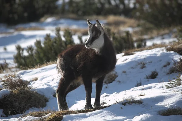 Chamois — стокове фото