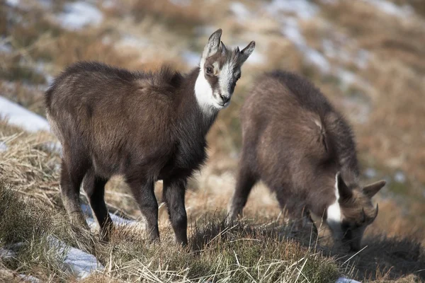 Chamois — Stok fotoğraf