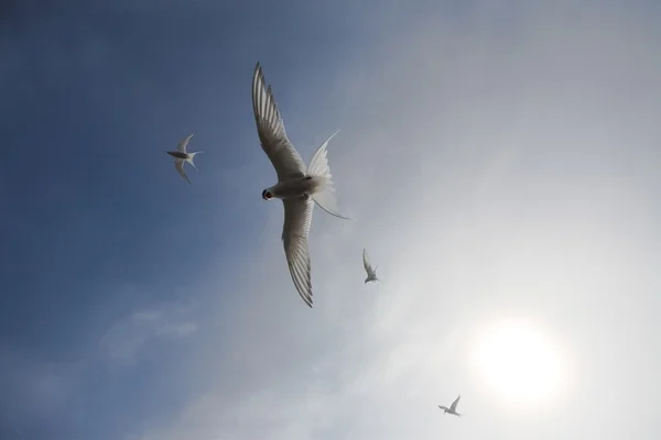 北极燕鸥 — 图库照片