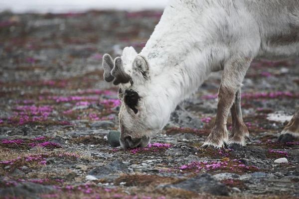 Arctic wild reindeer — Stock Photo, Image