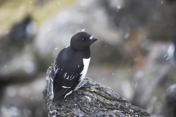 Pequeño Auk —  Fotos de Stock