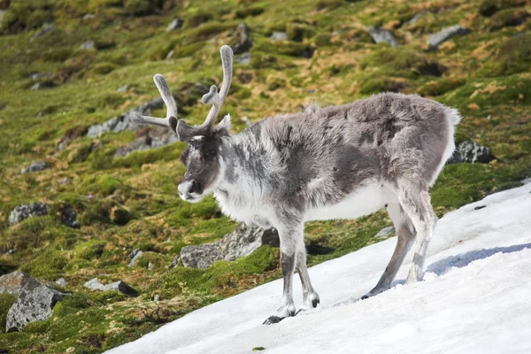 Arctic wild reindeer — Stock Photo, Image