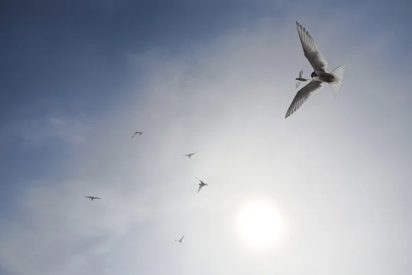 Tern ártico — Fotografia de Stock