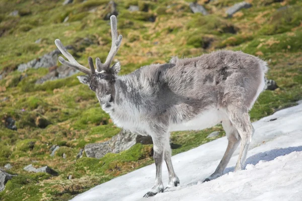 Arctic wild reindeer — Stock Photo, Image