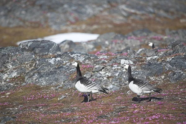 Barnacle gees - spitsbergen, Kuzey Kutbu — Stok fotoğraf