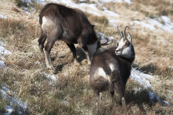 Chamois. — Foto de Stock