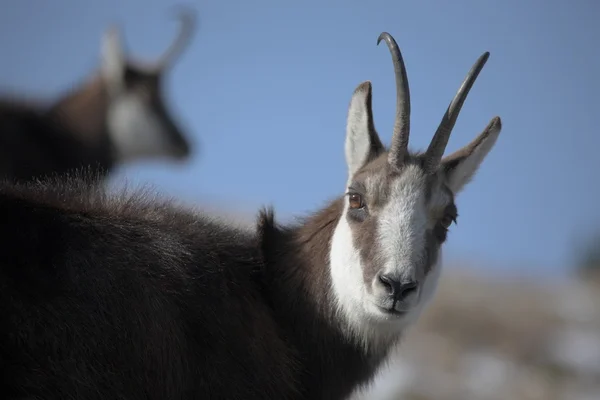 Chamois — стокове фото