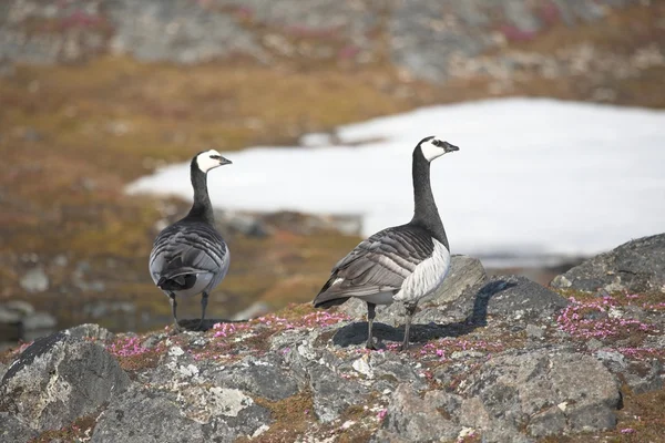 Barnacle gees - Spitsbergen, Arctic — Stock Photo, Image