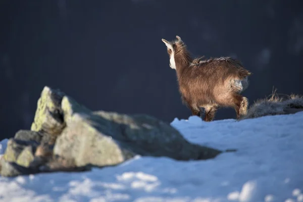 Chamois — Stock fotografie