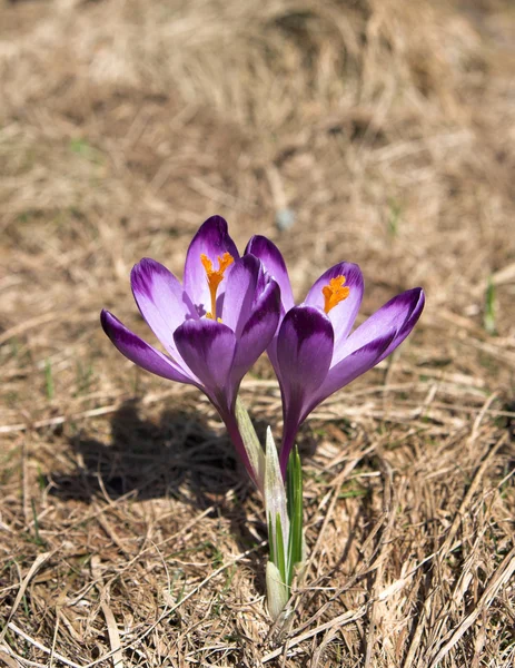 Krokusblüten — Stockfoto