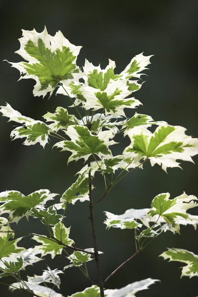 Maple leaves — Stock Photo, Image